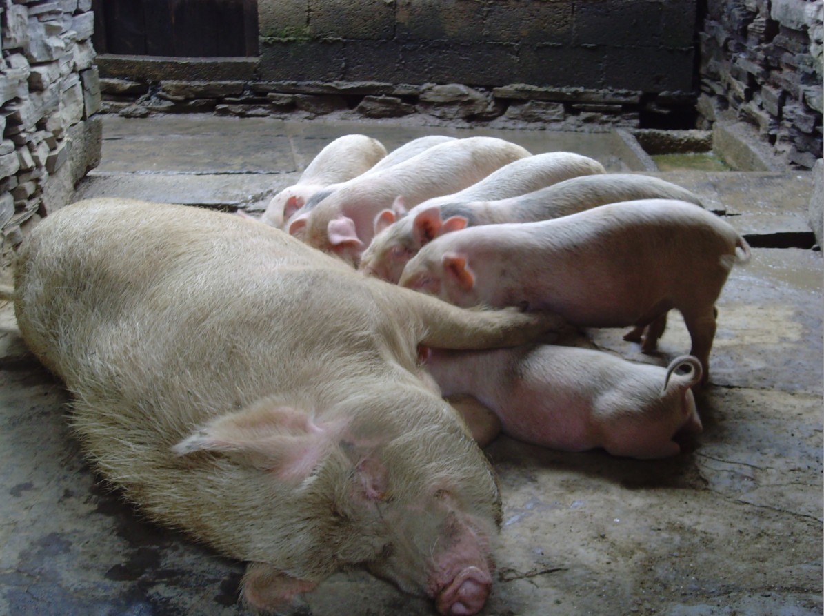 What is a mother pigs first milk called?