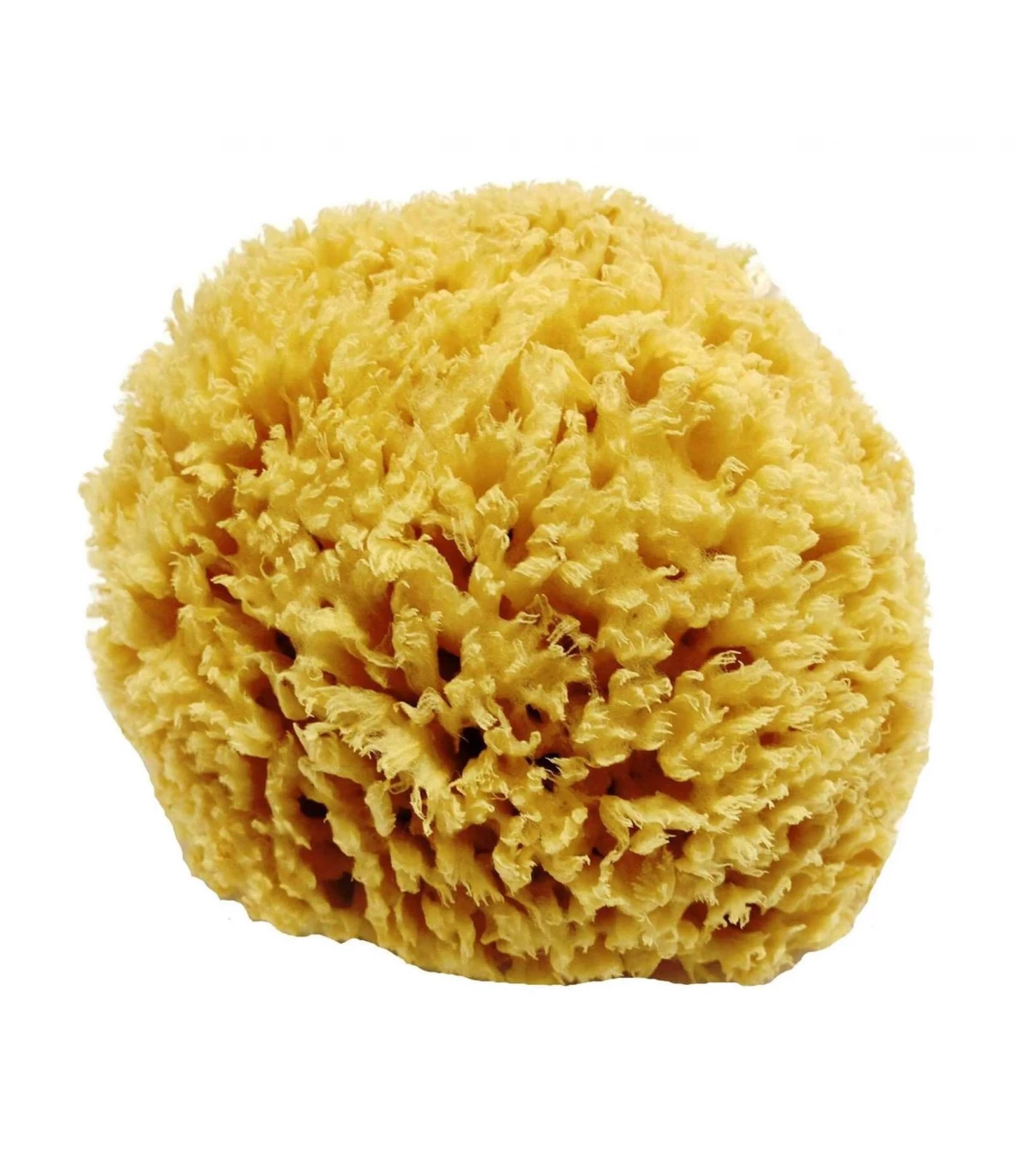 What is a natural sea sponge?
