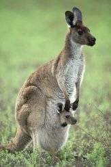 What is a newborn kangaroo called?