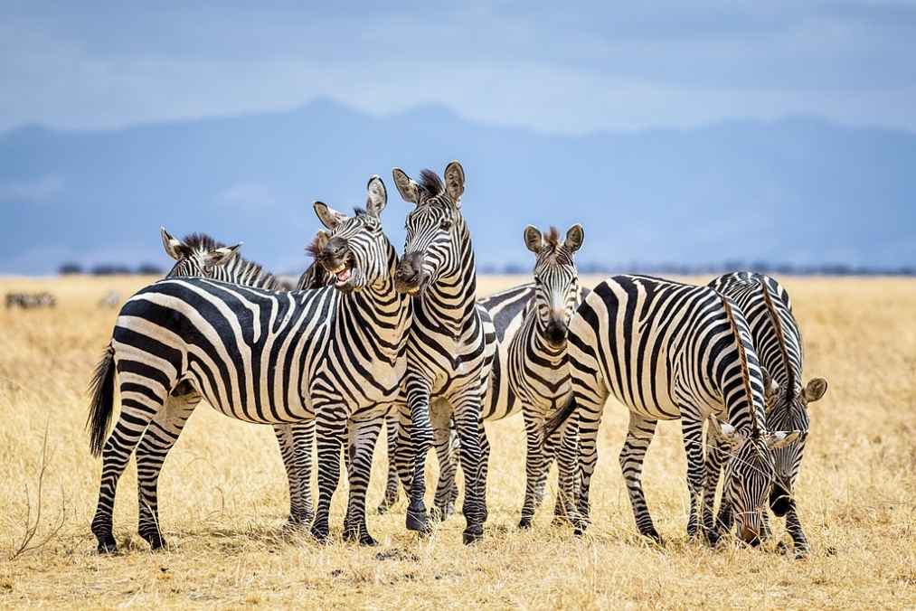 What is a pack of zebras called?