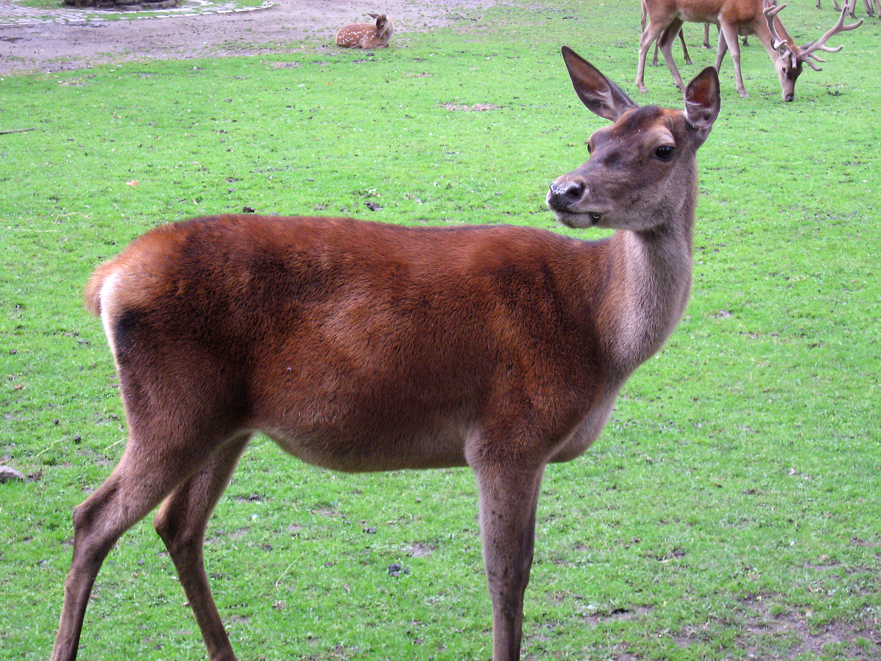 What is a red female deer called?