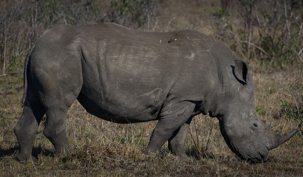 What is a rhinos skin made of?