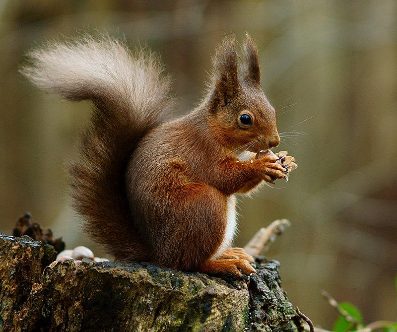 What is a small red squirrel called?