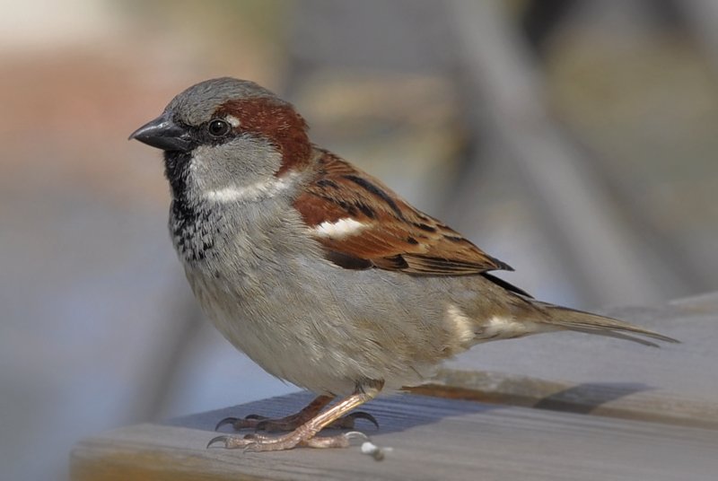 What is a sparrow known for?