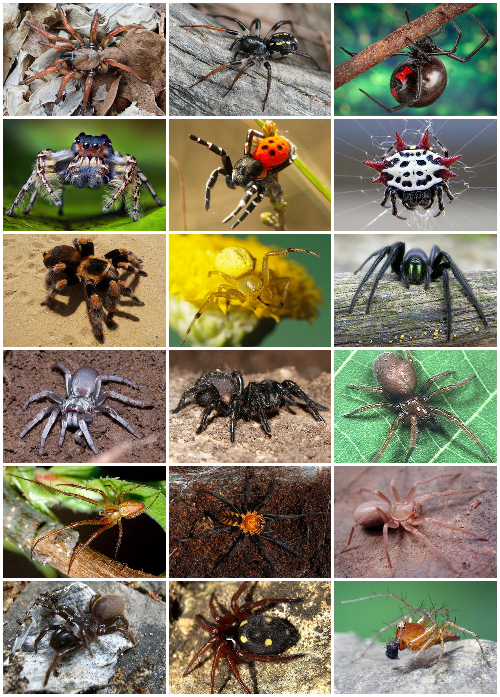 What is a spider classified as?