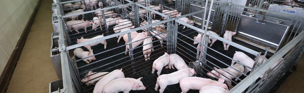 What is a swine unit?