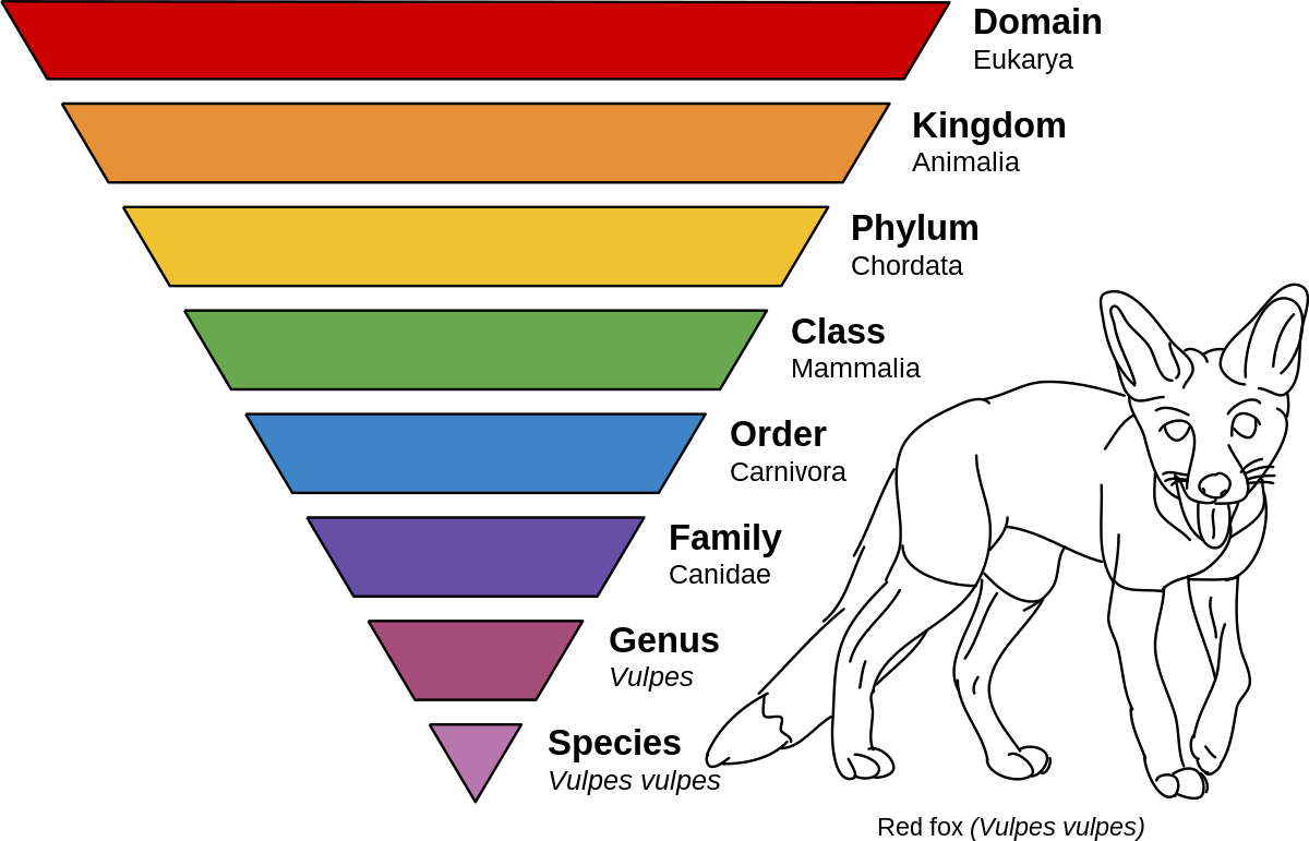 What is a taxonomic classification?