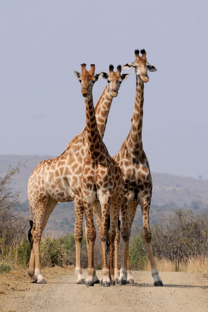 What is a tower of giraffes?