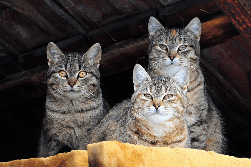 What is a wild group of cats called?