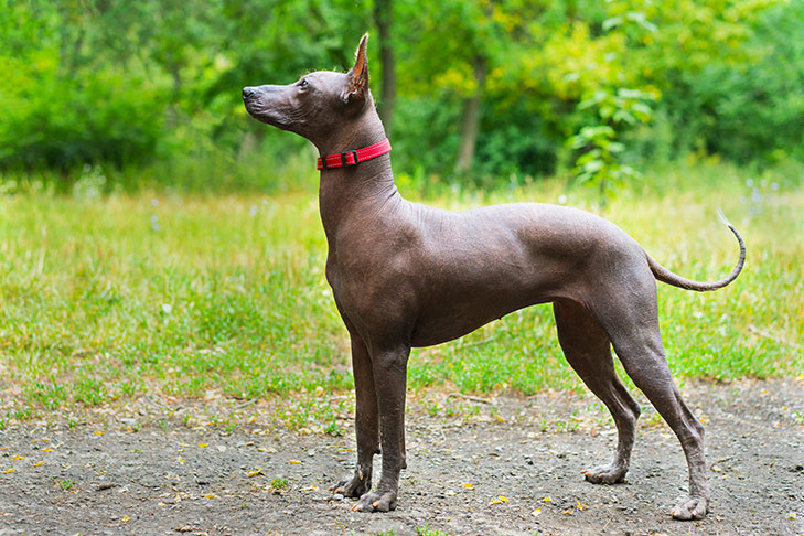 What is a Xoloitzcuintli known for?