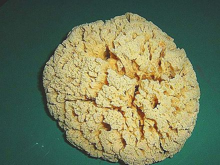 What is an animal fiber sponge?