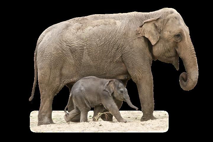 What is an elephant baby called?