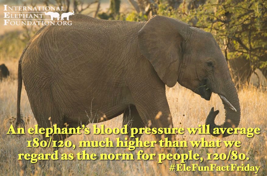 What is an elephant's blood pressure?