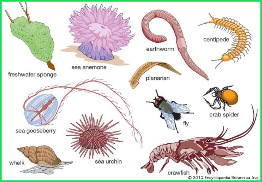 What is an example of a crustacean with no bones?