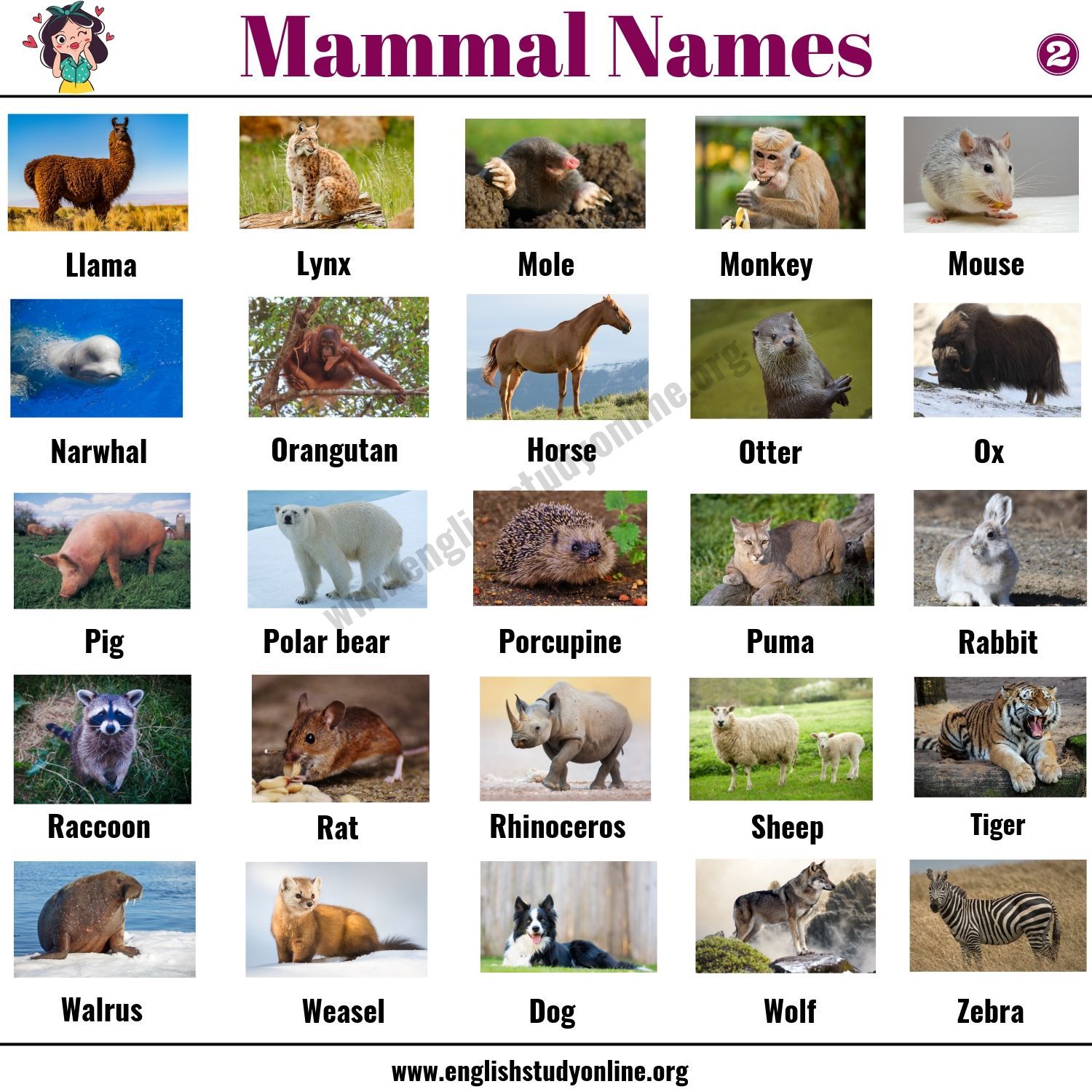 What is an example of a mammal?