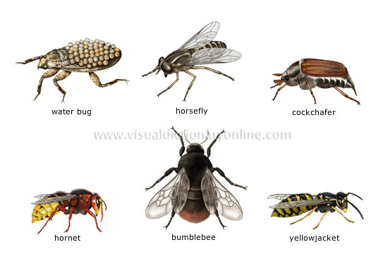 What is an insect with 3 legs called?
