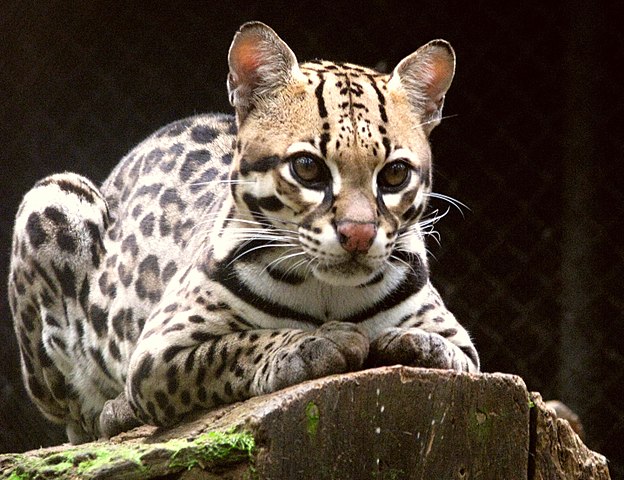 What is an ocelot (painted Leopard)?