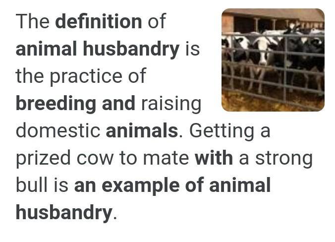 What is Animal Husbandry Why is it done?