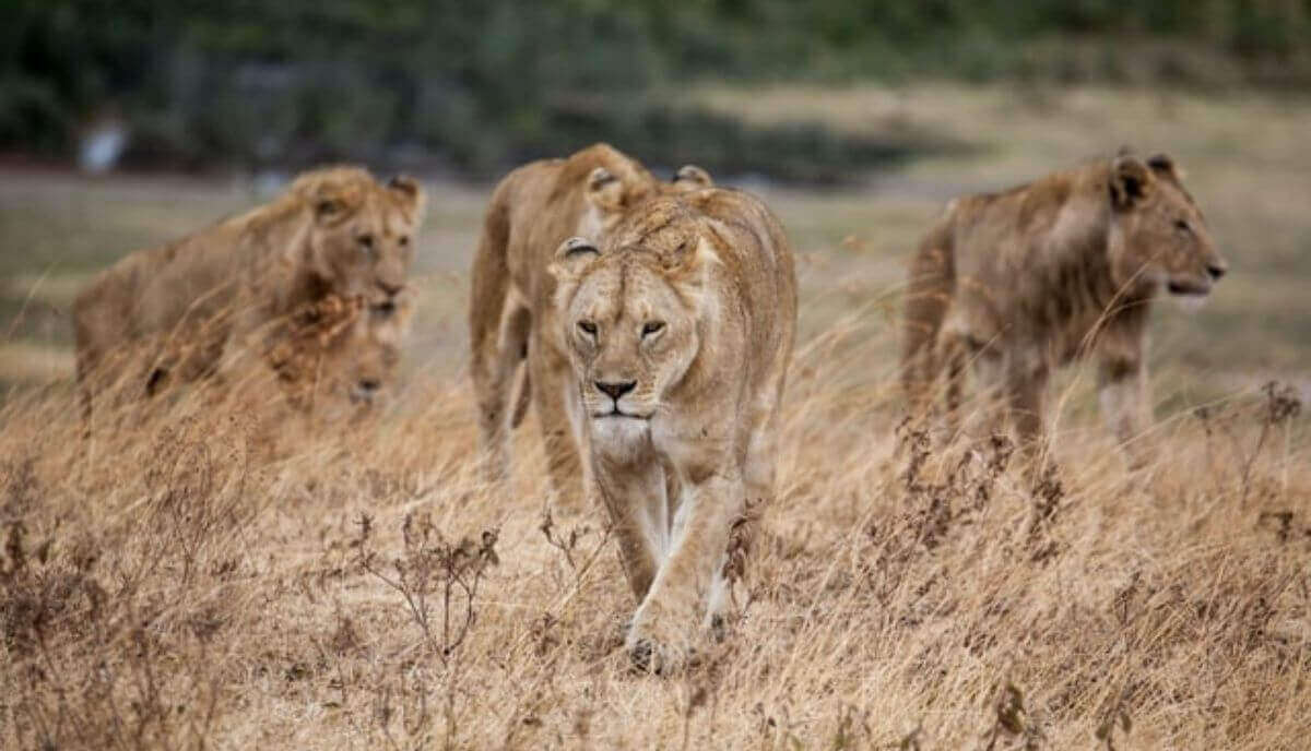 What is another name for a group of lions?