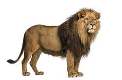 What is another name for a lion in Hindi?