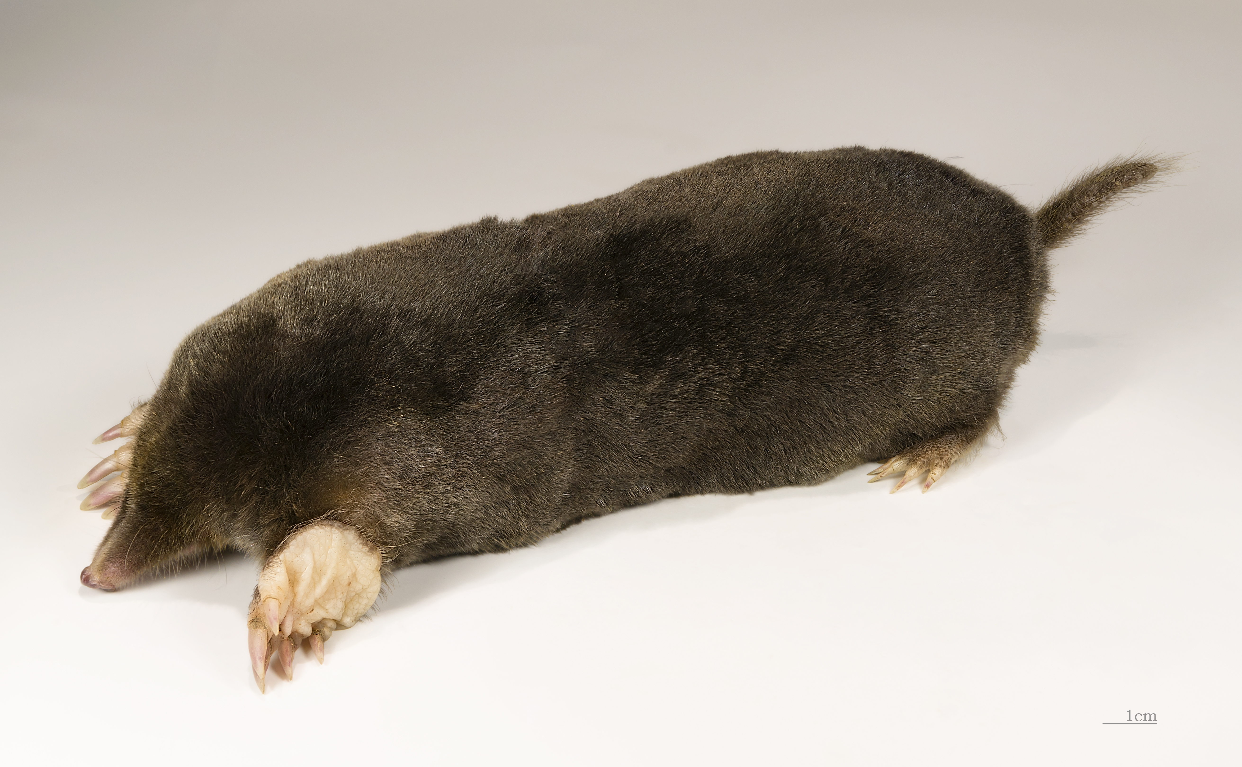 What is another name for the European mole?
