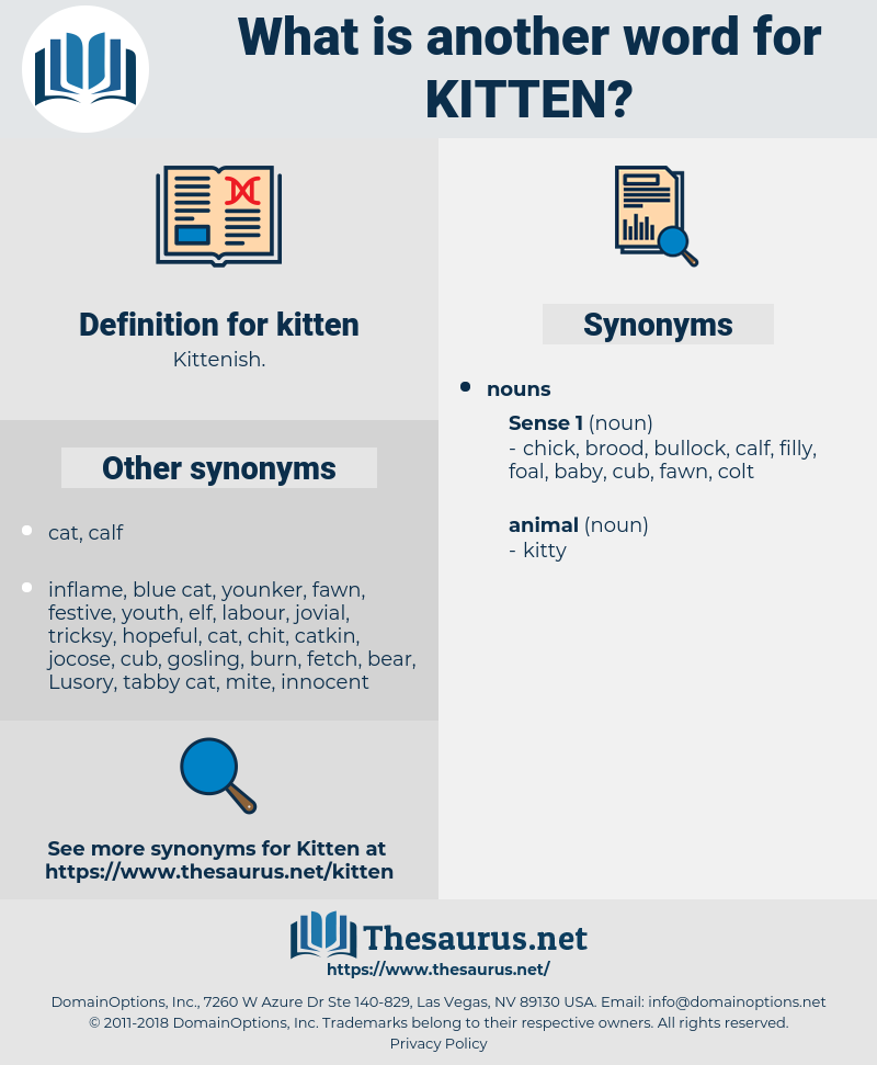 What is another word for Kitten?