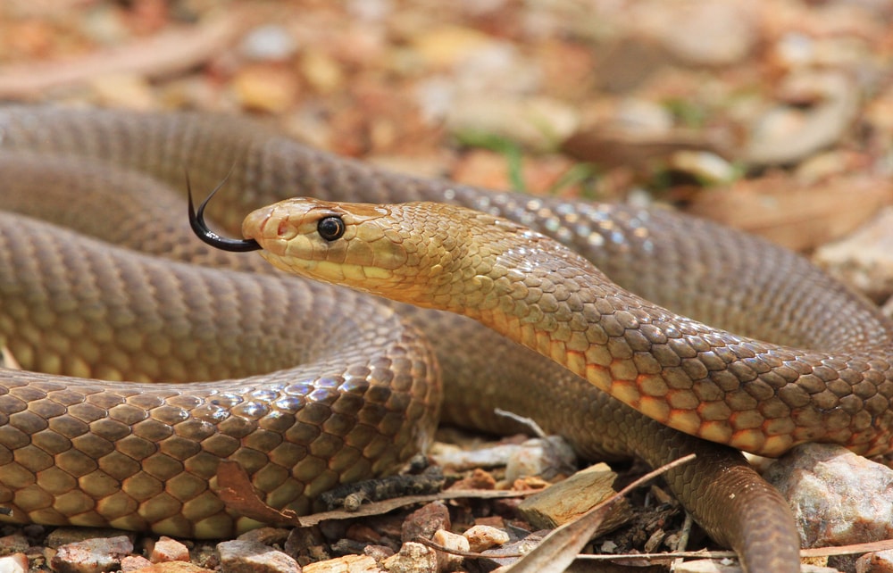 What is Australia's deadliest snake?