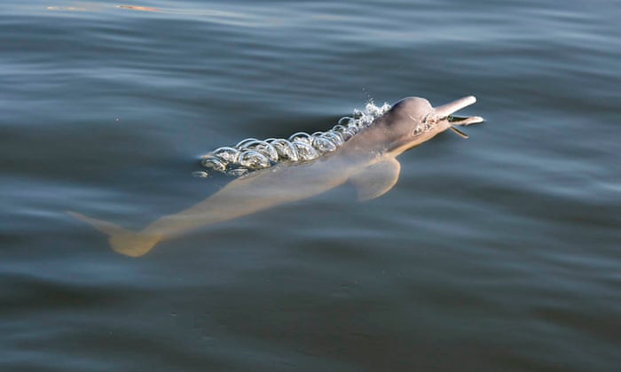 What is being done to save the Amazon river dolphin?