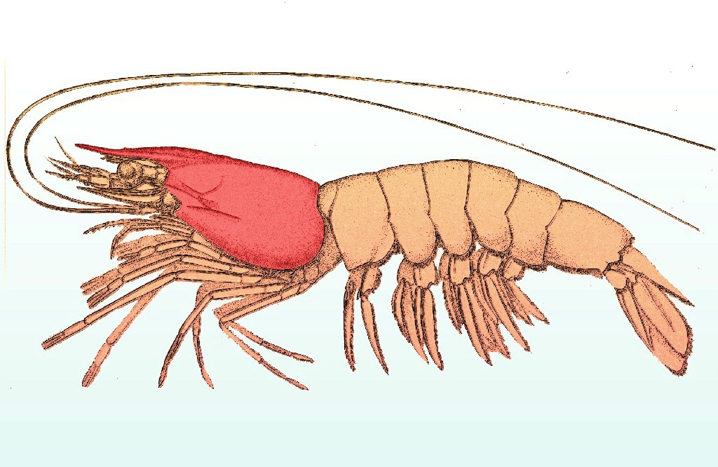 What is carapace in shrimp?