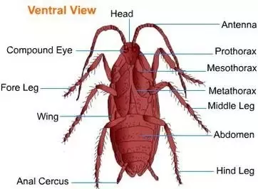 What is cockroach structure?