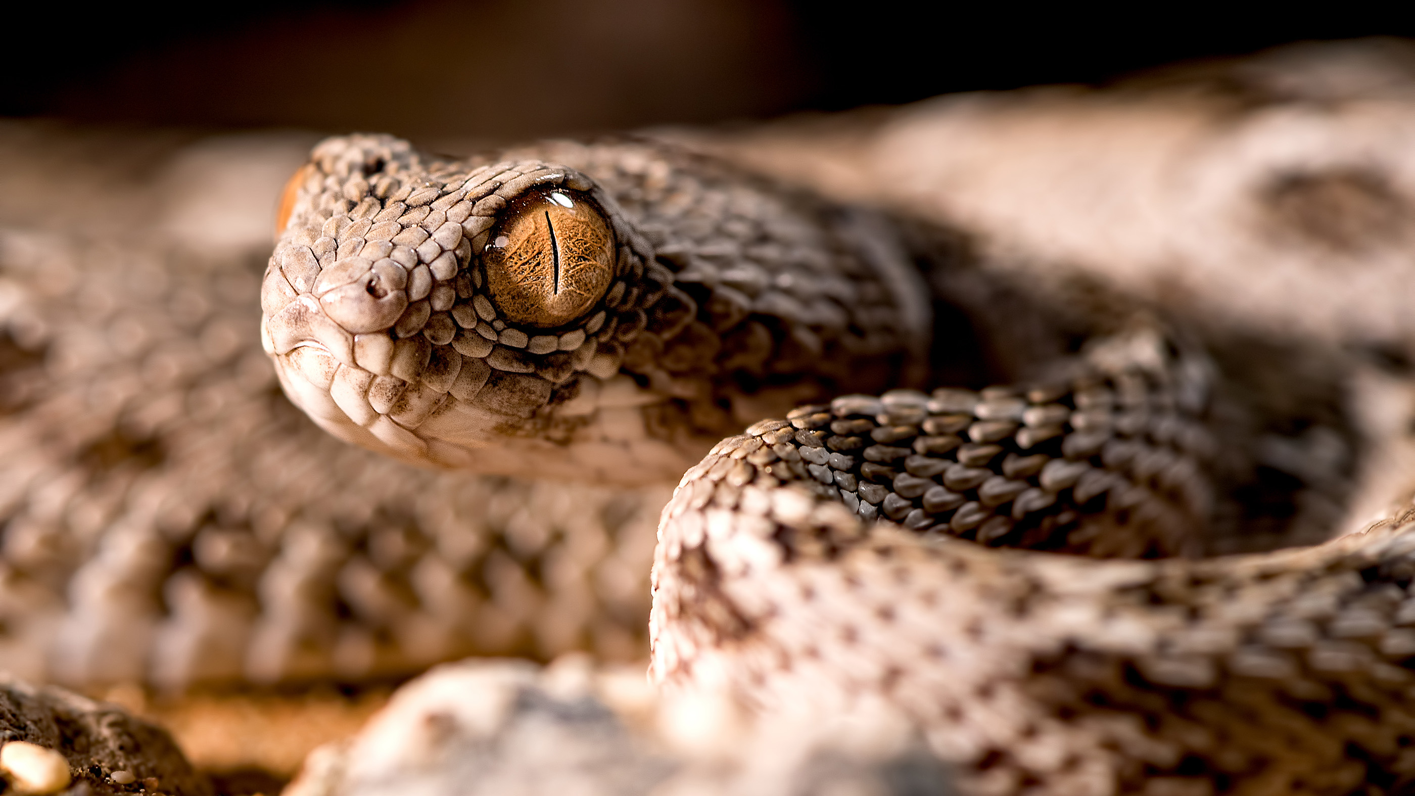 What is considered the most venomous snake?