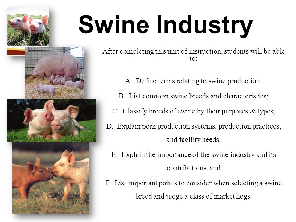 What is definition of swine?