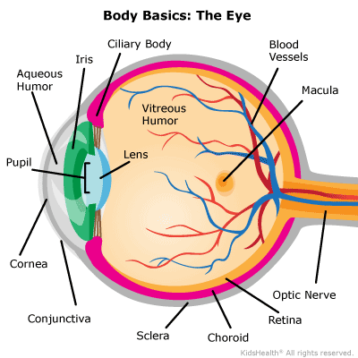 What is eye made of?