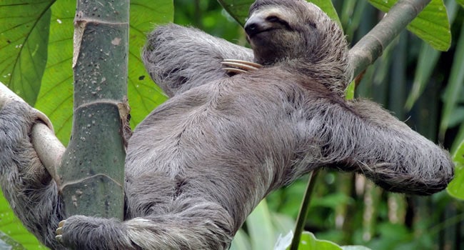 What is faster than a sloth?