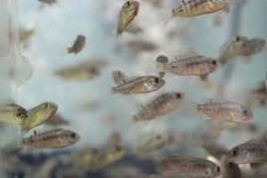 What is fish fry in aquaculture?