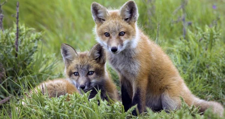 What is fox cub hunting?