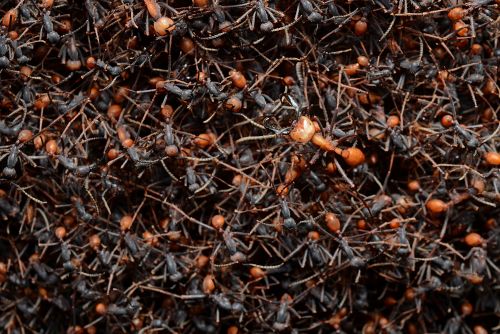 What is group of ants called?