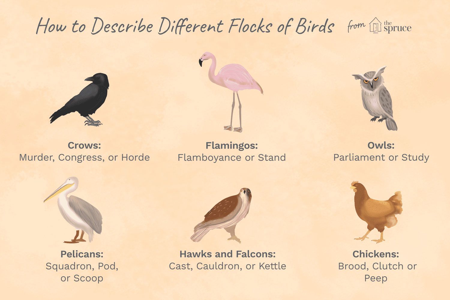 What is group of birds called?