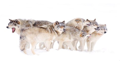 What is group of wolfs called?