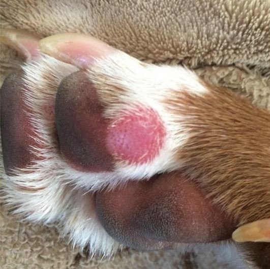 What is growing on my dog's paw?