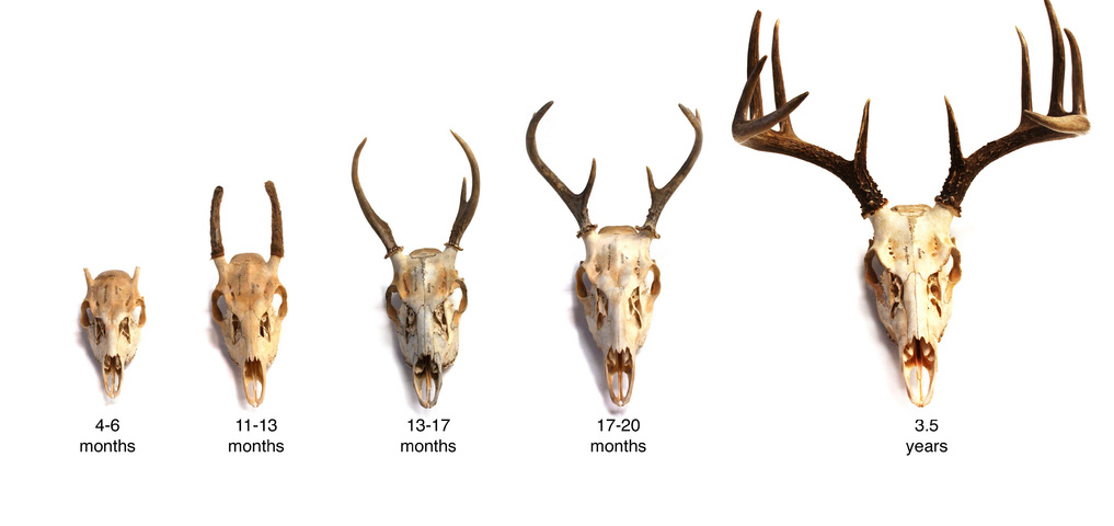 What is horn and antler?