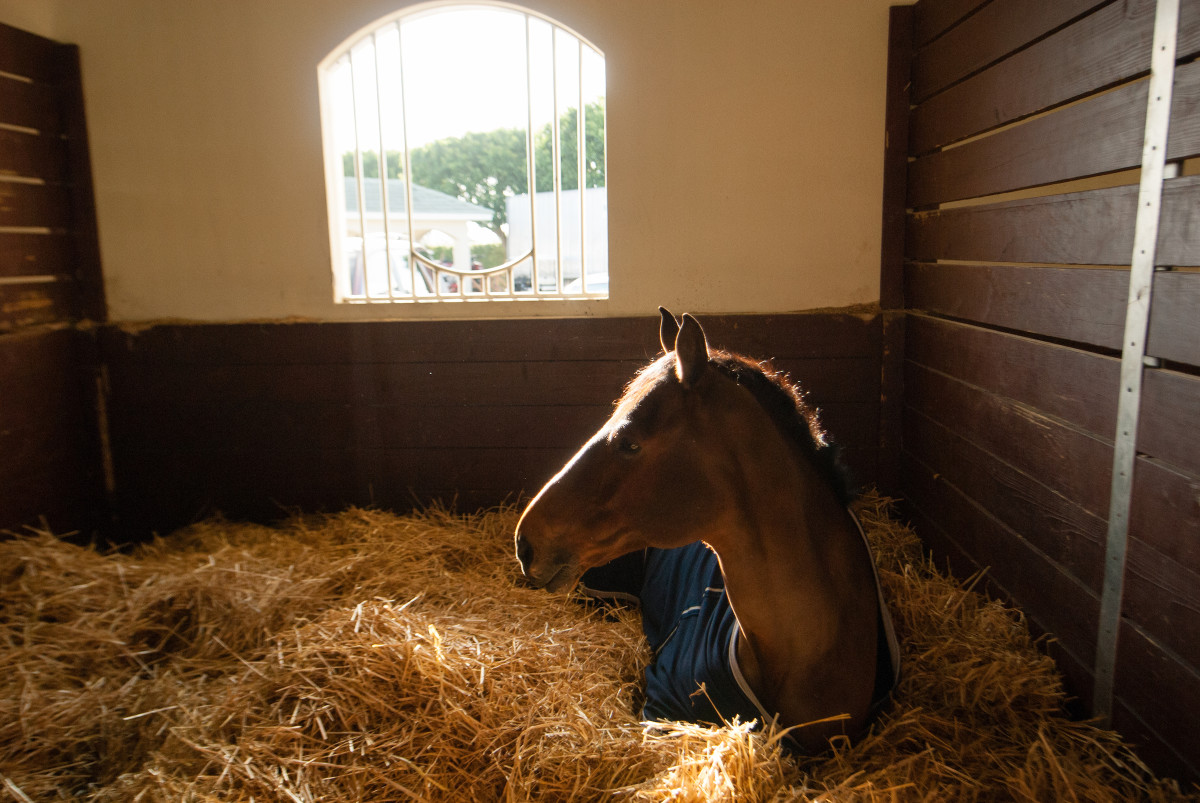 What is it called when you put a horse in a stable?