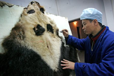 What is killing giant pandas?