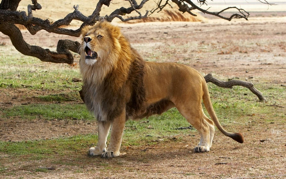 What is Lion called in French?