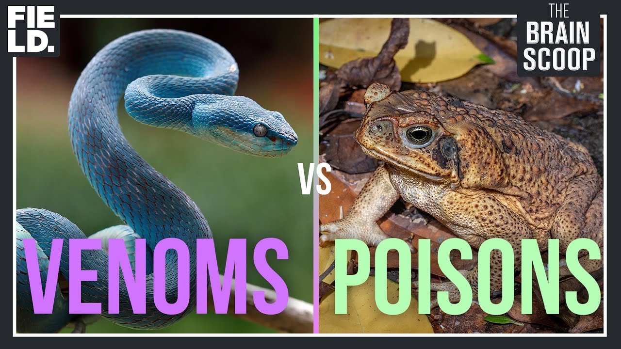 What is more dangerous poison or venom?