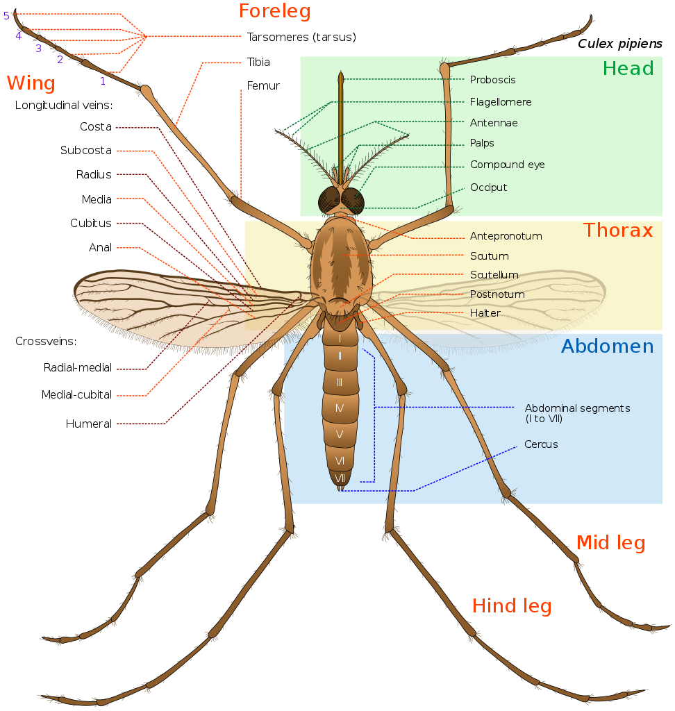 What is mosquito's body made of?