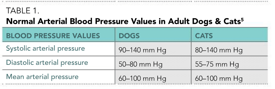 What is normal blood pressure for a dog?