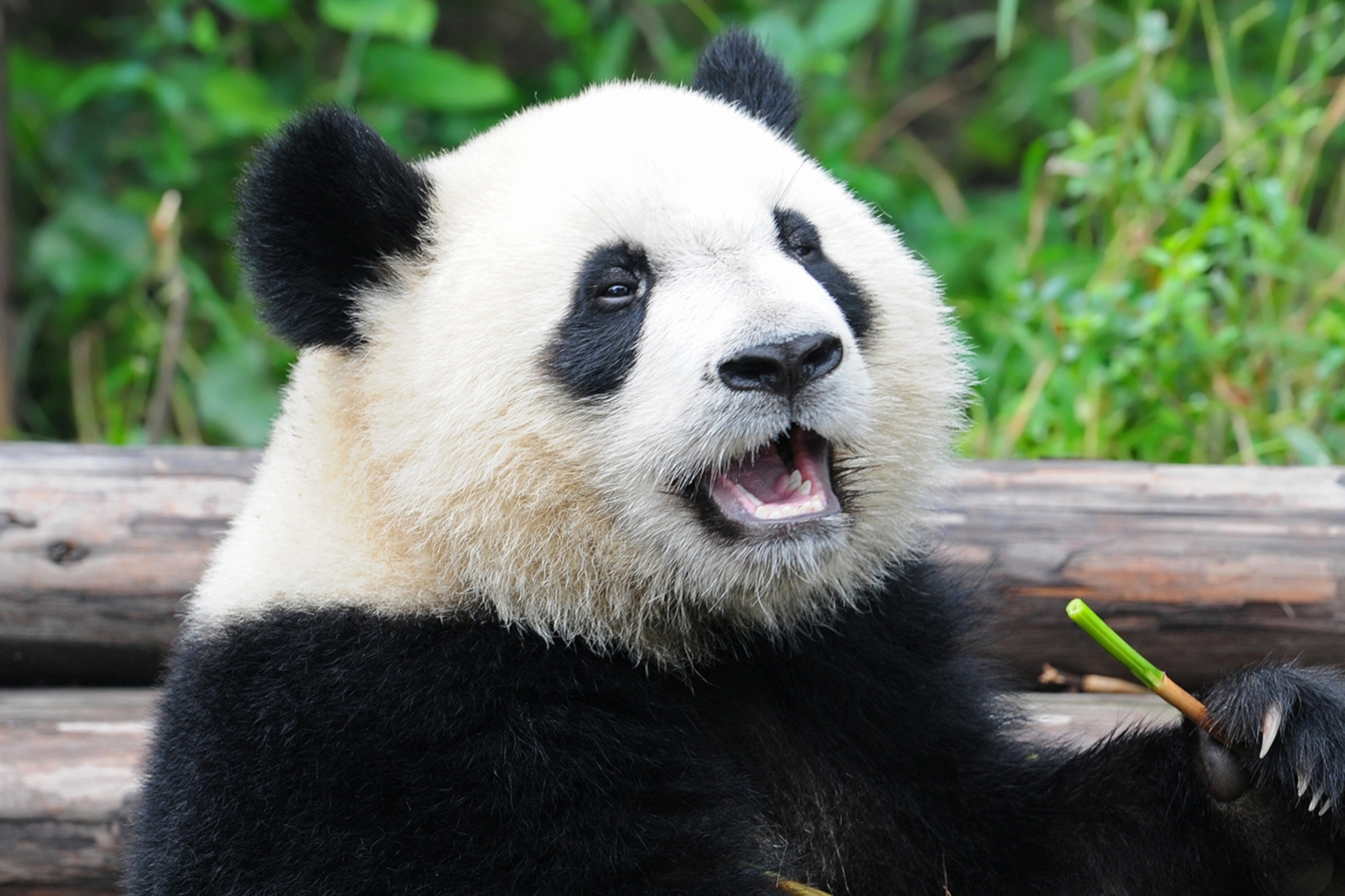 What is pandas habitat for kids?
