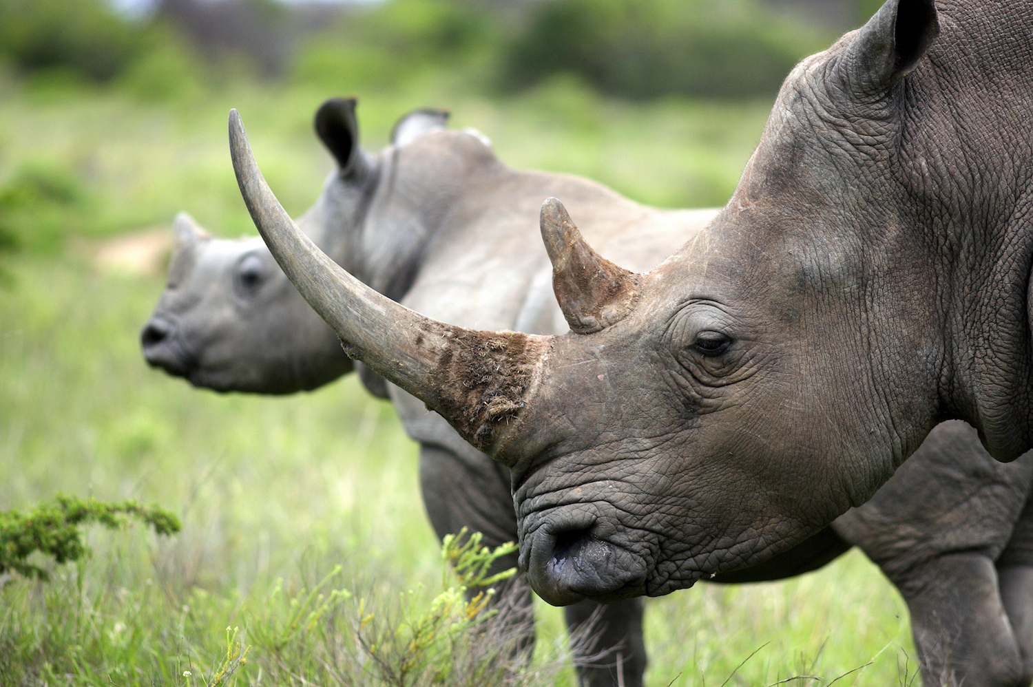 What is rhino horn called?