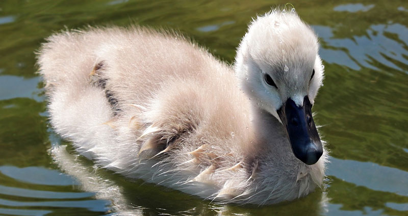 What is s baby swan called?